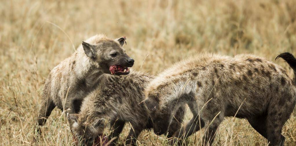 一只非洲野狗和胡狼组成狩猎联盟,还抢着当胡狼幼崽的干妈_索罗_鬣狗