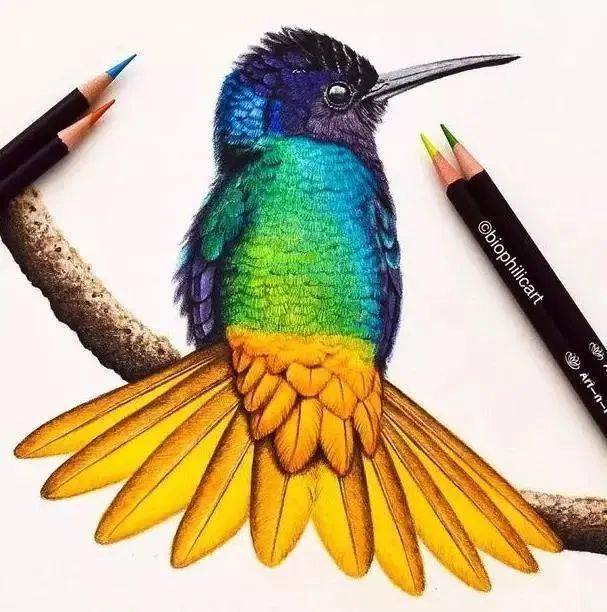 分享一组彩铅花鸟艳丽写实手绘,适合初学者临摹_视频_教程_侵权