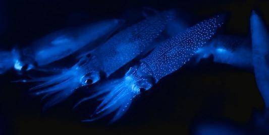 日本海湾的蓝色灯光秀之谜 它们来自深海 却无力返程_萤火_荧光_鱿鱼
