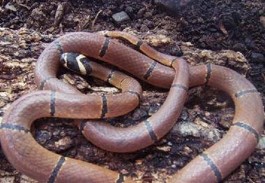 眼镜蛇科都是剧毒蛇类,带你认识我国境内的那些眼镜蛇科蛇类_珊瑚