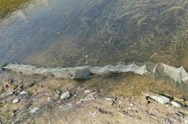 鄱阳湖深处出现巨型"地笼阵",鱼群有来无回,到底是何人所为?