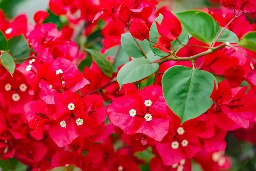 惠州市的市花,开了!_梅花_西湖_湖景区