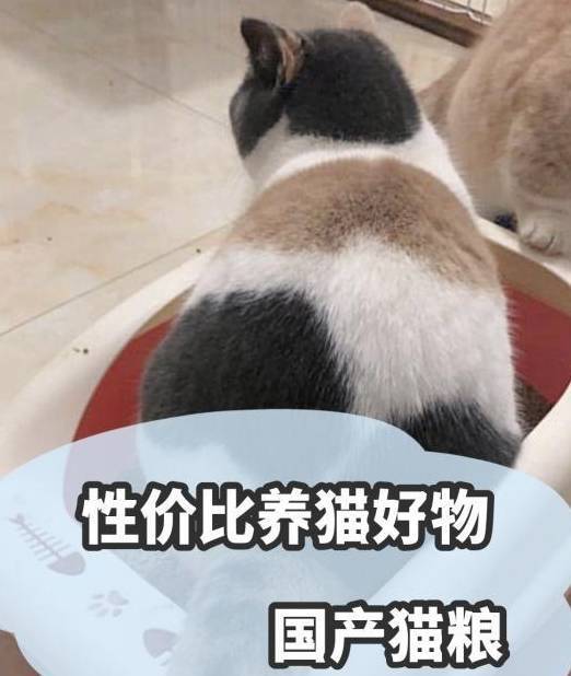 什么猫粮牌子又廉价又好？性价比养猫好物の馋不腻全价猫粮！