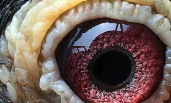 要想鸽子好,维生素少不了!_伤风_症状_口腔