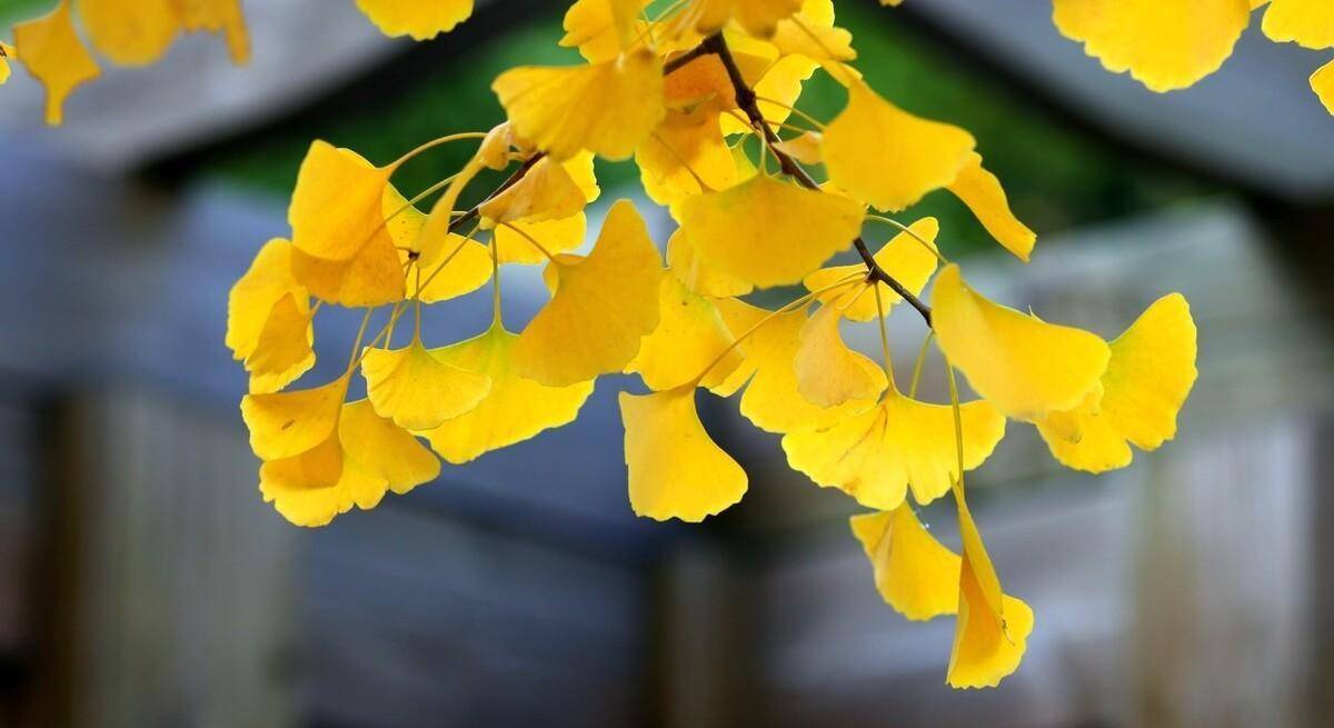 郭沫若 《银杏》而且又会飞出满园的蝴蝶你的碧叶要翻成金黄蝴蝶