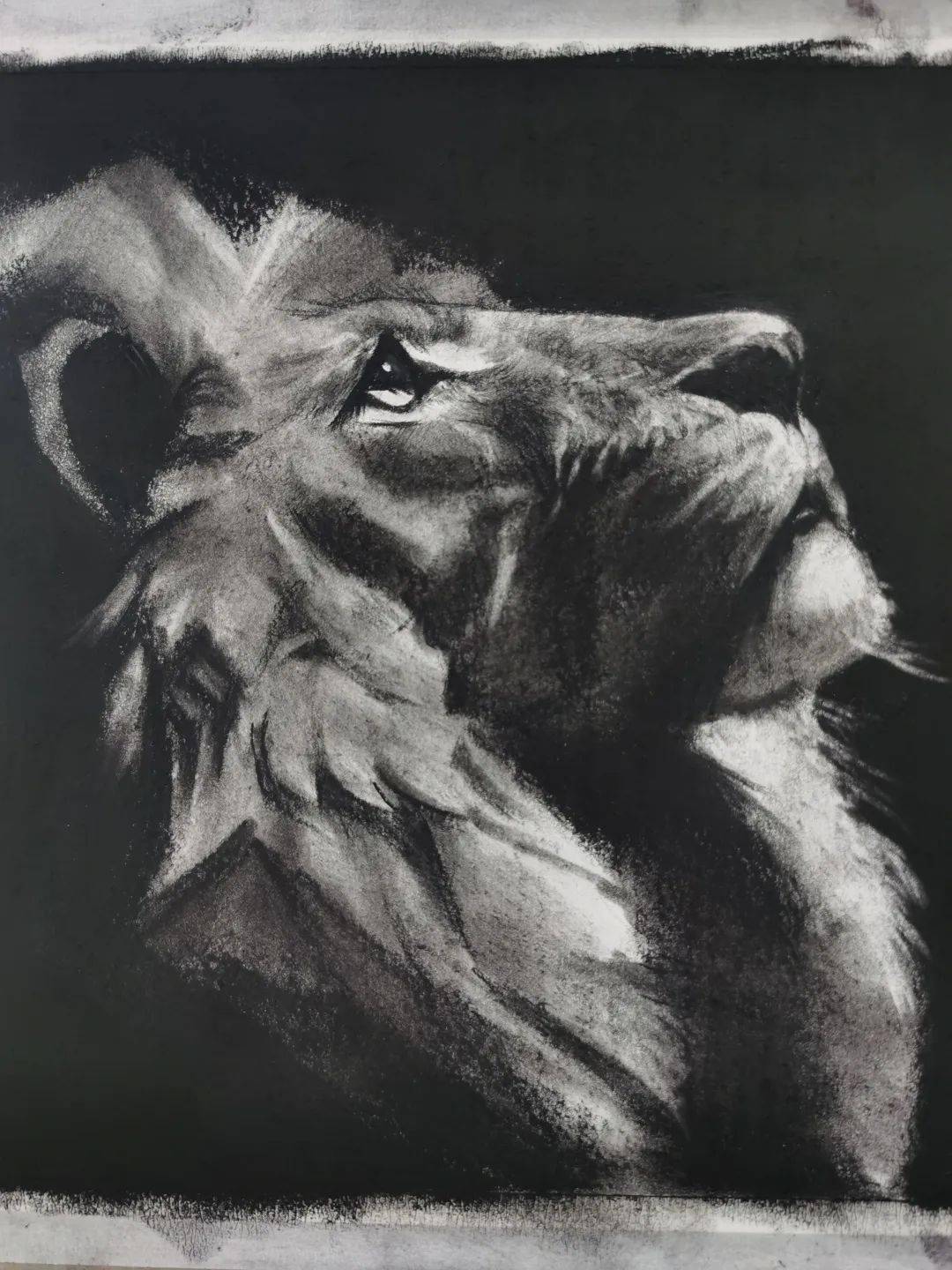 光与影交织的美丽 | 记录第一次画精微素描_狮子_成长_作品