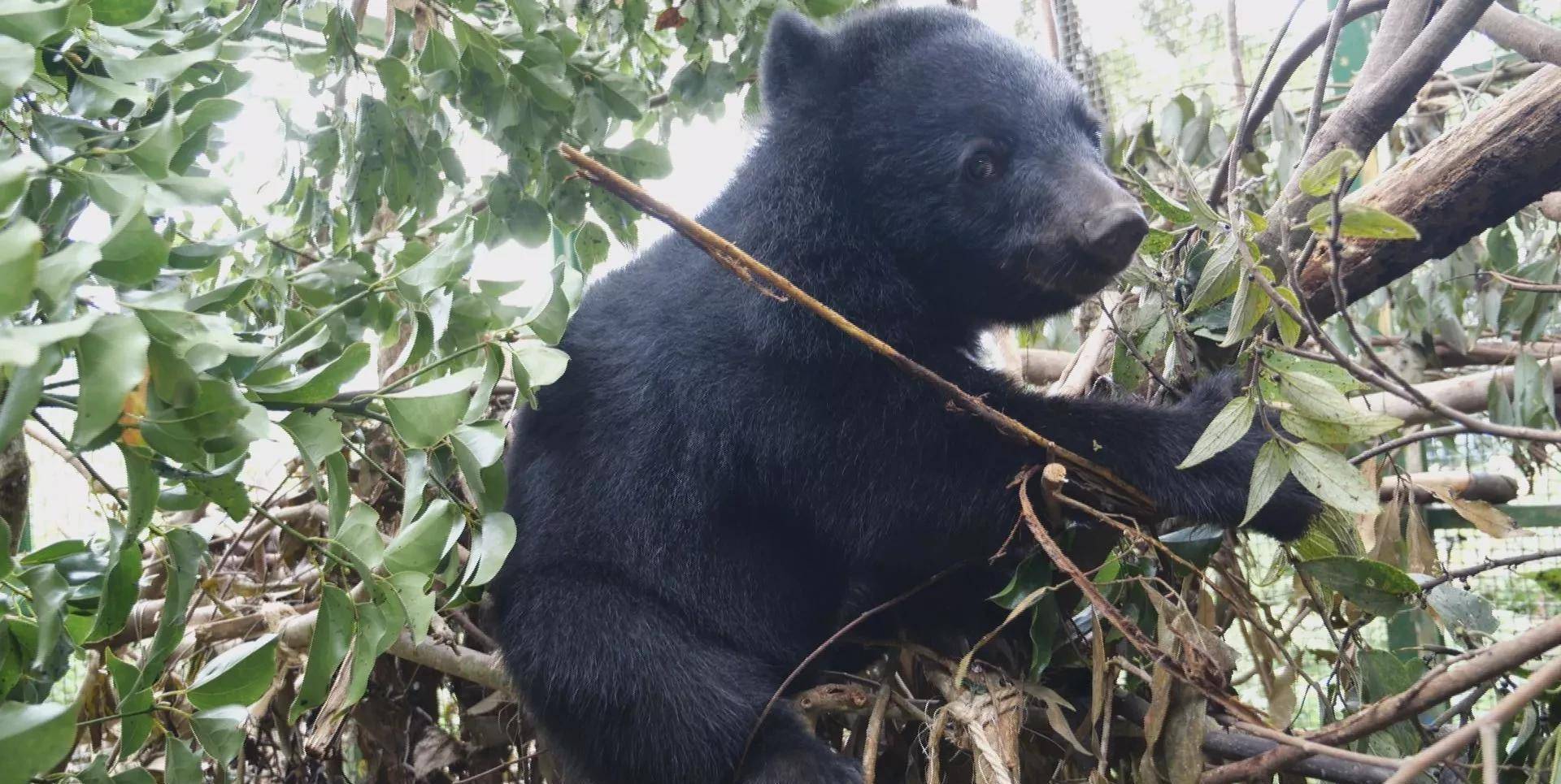 秦岭出现一头母黑熊,偷蜂蜜,掰玉米,是个超级吃货_树枝_果子_蜂巢