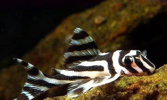 黑白简单的异形鱼—熊猫异形鱼,异形鱼中的珍贵品种,高水质饲养_玩家_