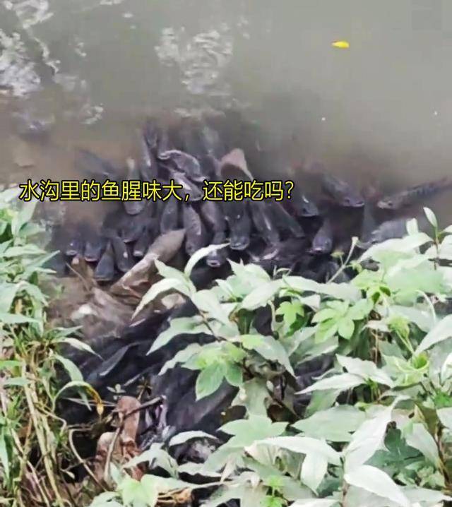 梦见臭水沟里有鳄鱼 大乌龟 蟾蜍_梦见臭水沟里有鳄鱼 大乌龟 蟾蜍_梦见臭水沟里有鳄鱼 大乌龟 蟾蜍