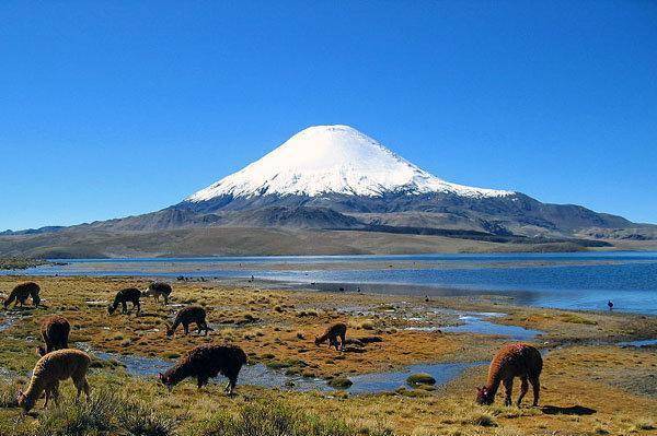 萨哈马火山盐湖边觅食的安第斯火烈鸟,高山之国50玻利维亚诺_卡拉耶塔