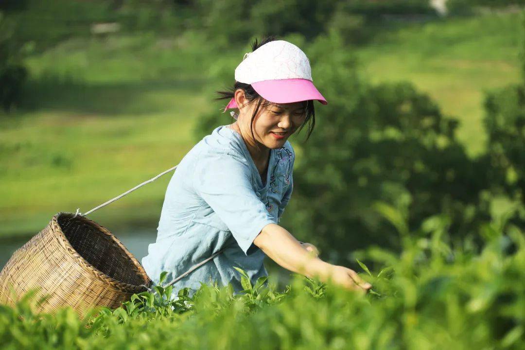 这一抹扑鼻的茶香_中经_视觉_中国人