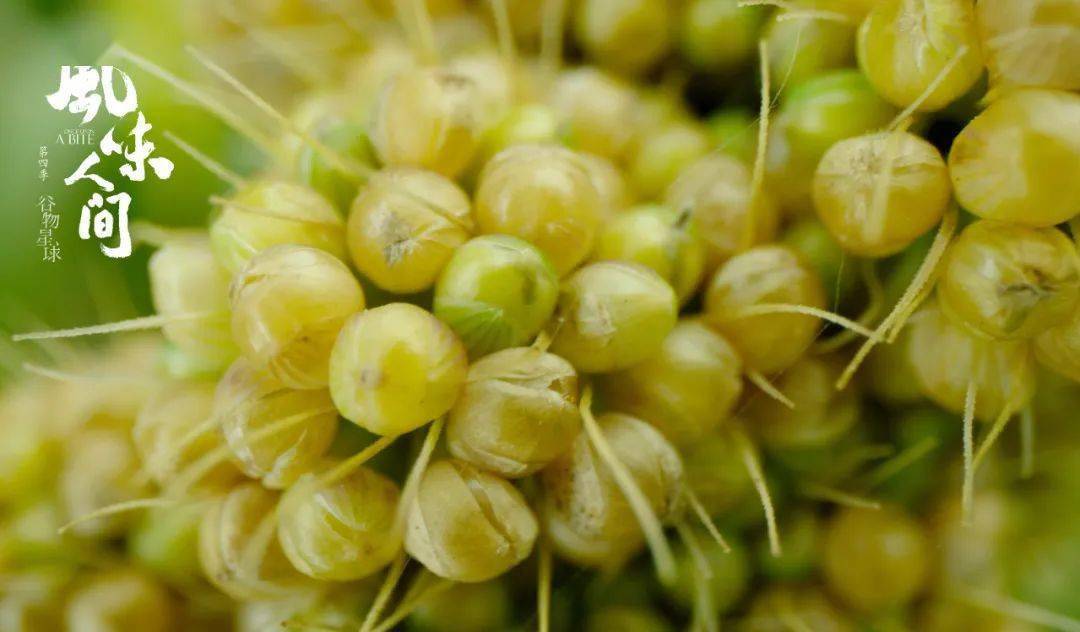 3000年前,《周礼》出现"谷宜五种",有后人备注为"黍, 稷, 菽, 麦, 稻"