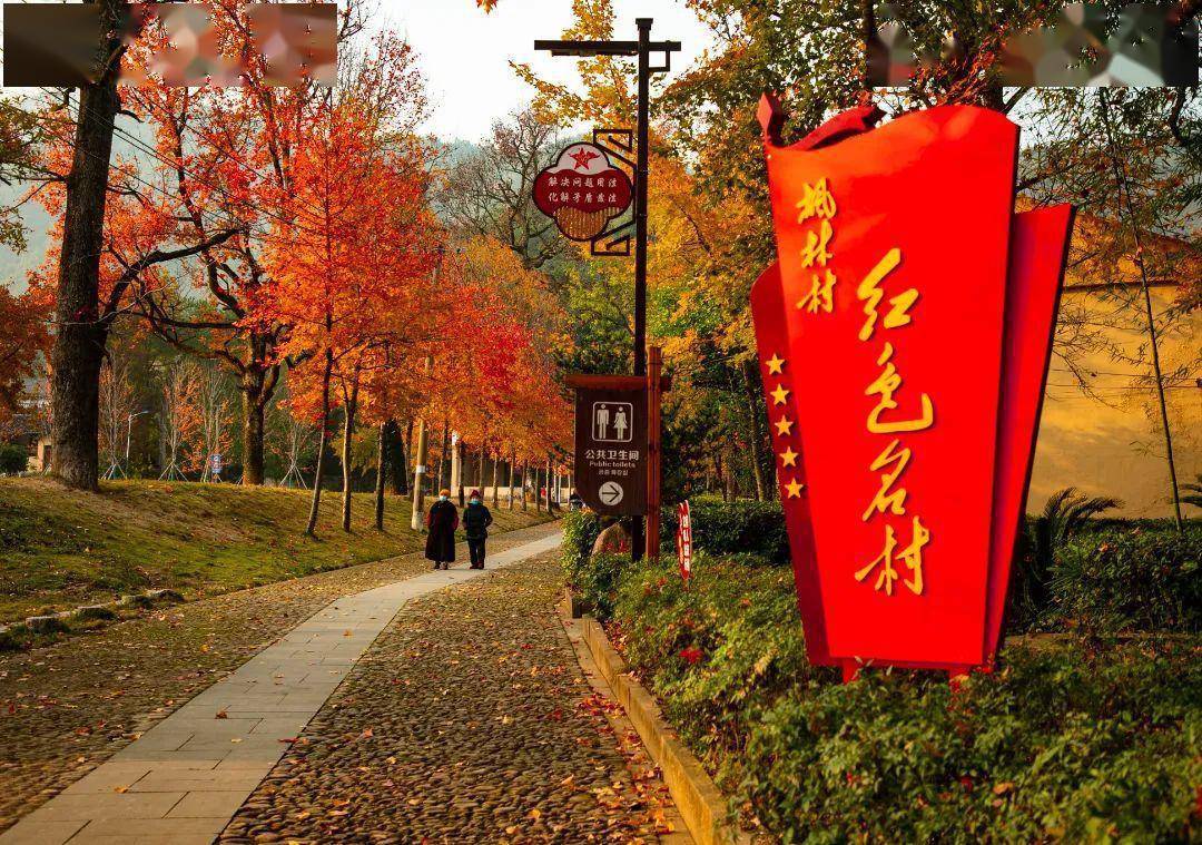 12月,横峰葛源正是好"枫"景!_枫叶_许可_红色