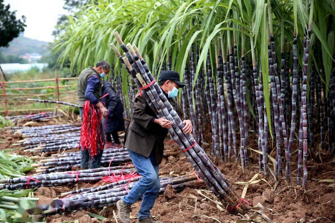 这里的甘蔗大丰收啦_三正_发展_东溪镇