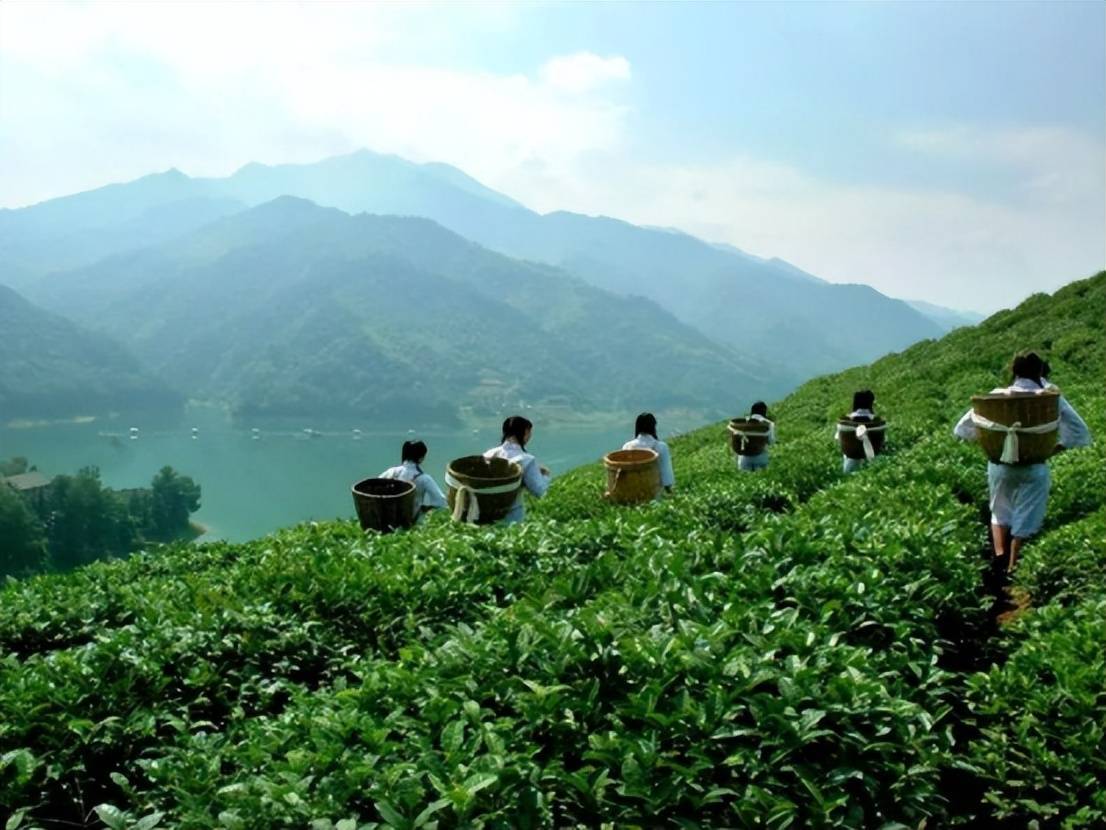 茶马古道上的神秘黑茶_安化_茶叶_长沙