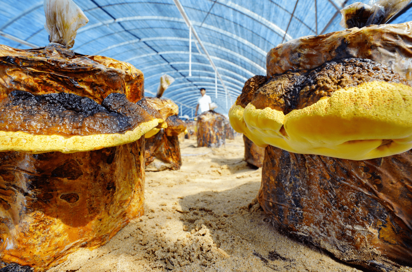 为何湖北惠康农农业发展有限公司的桑黄菌市场需求巨大?