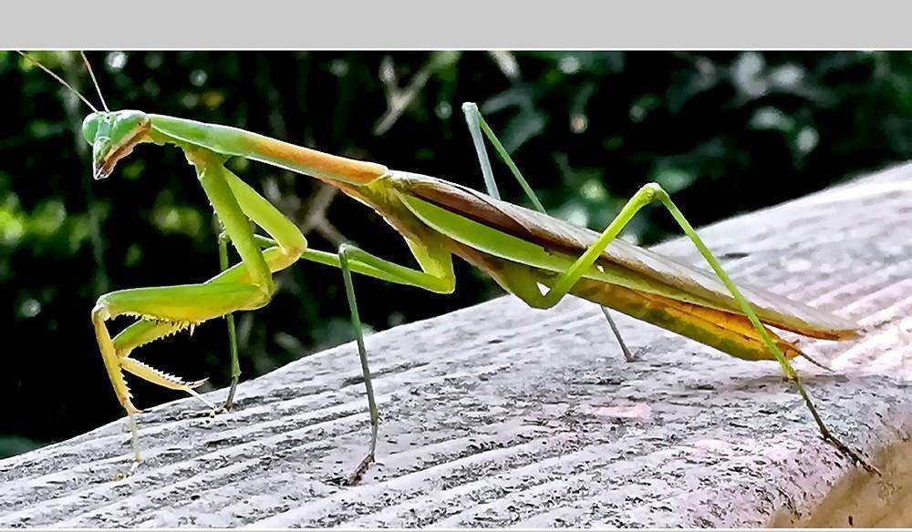 螳螂,今天拍摄齐全三种体色的棕静螳还是黑色的更有金属质感,酷_前脚