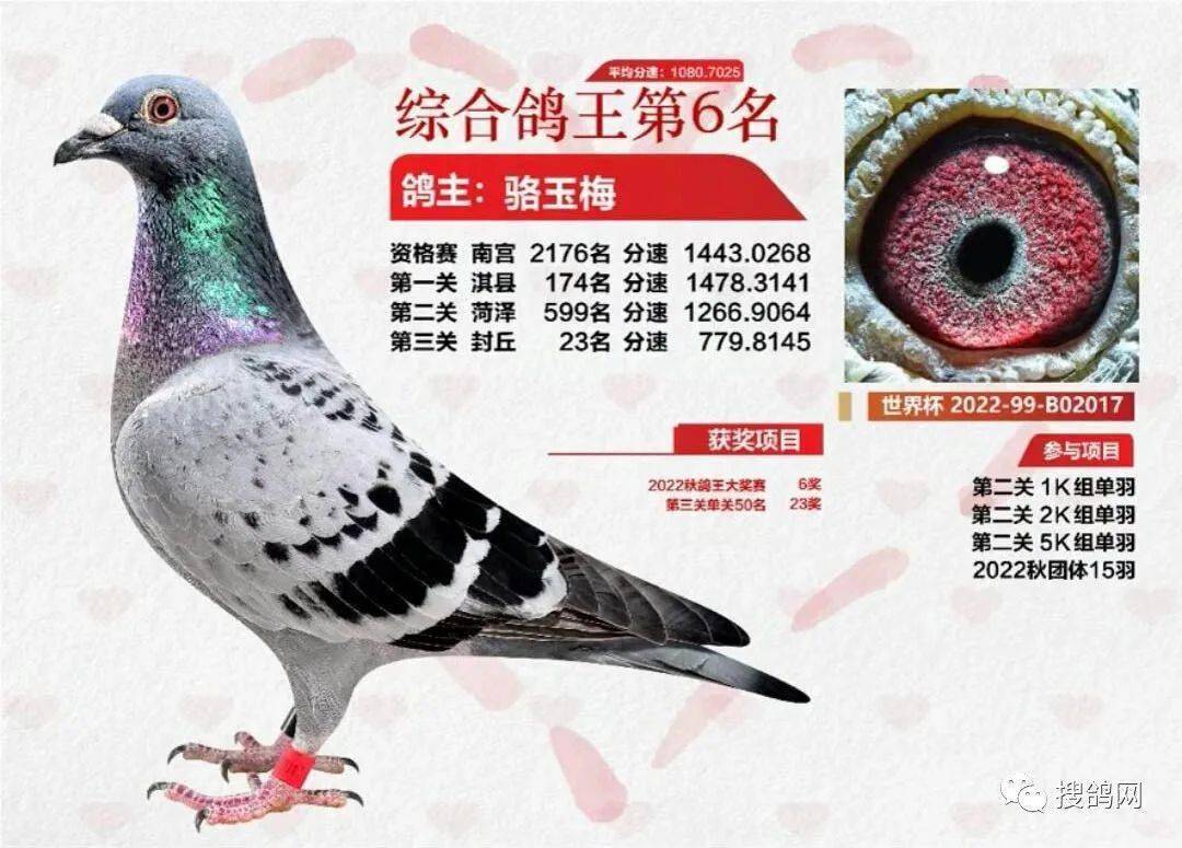 综合鸽王5名张宝良,成交价8万综合鸽王4名李猛王金闪,成交价6万综合鸽