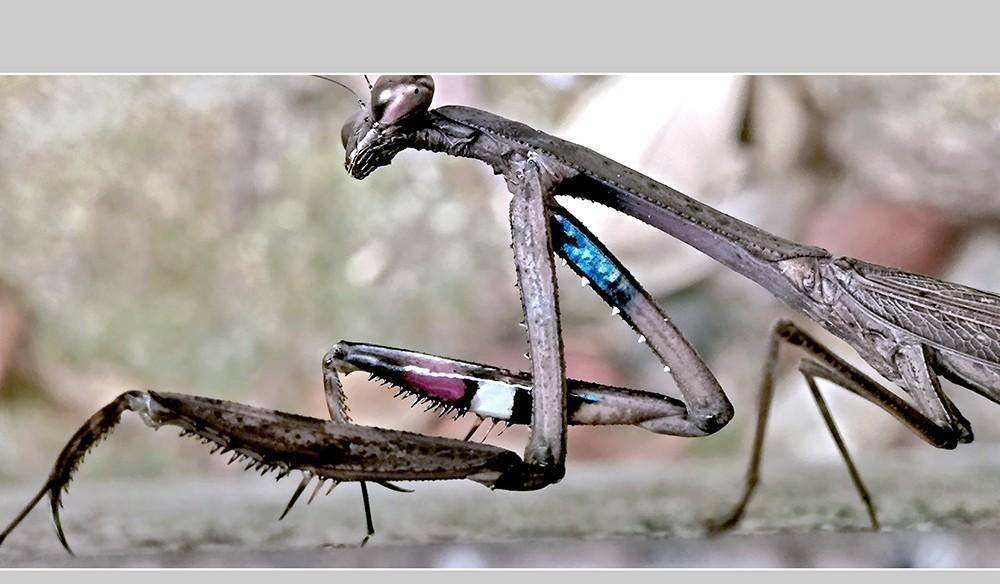 螳螂,今天拍摄齐全三种体色的棕静螳还是黑色的更有金属质感,酷