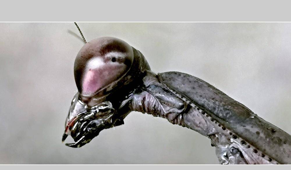 螳螂,今天拍摄齐全三种体色的棕静螳还是黑色的更有金属质感,酷_前脚