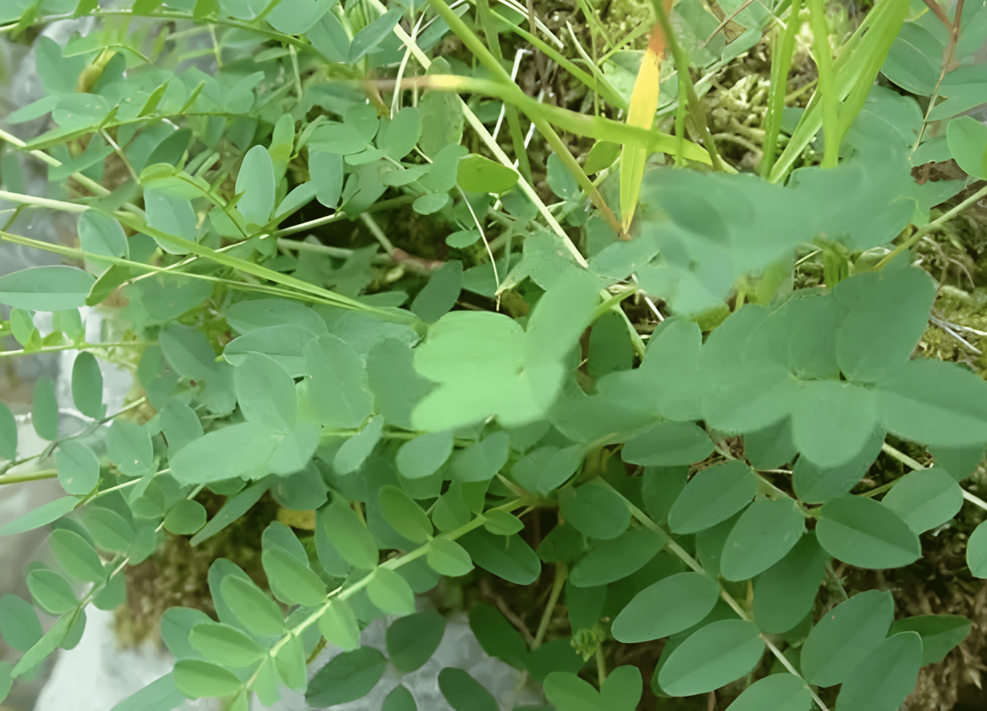 村裡村外,有1種