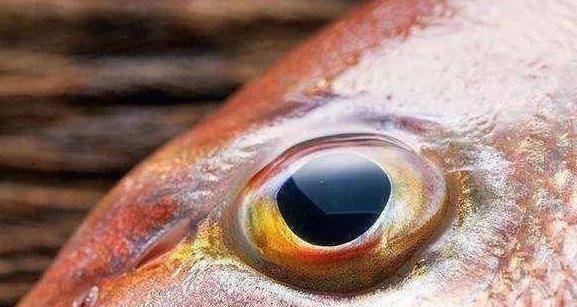 鱼总是睁着眼睛睡觉,这是为什么?如何用科学解释?