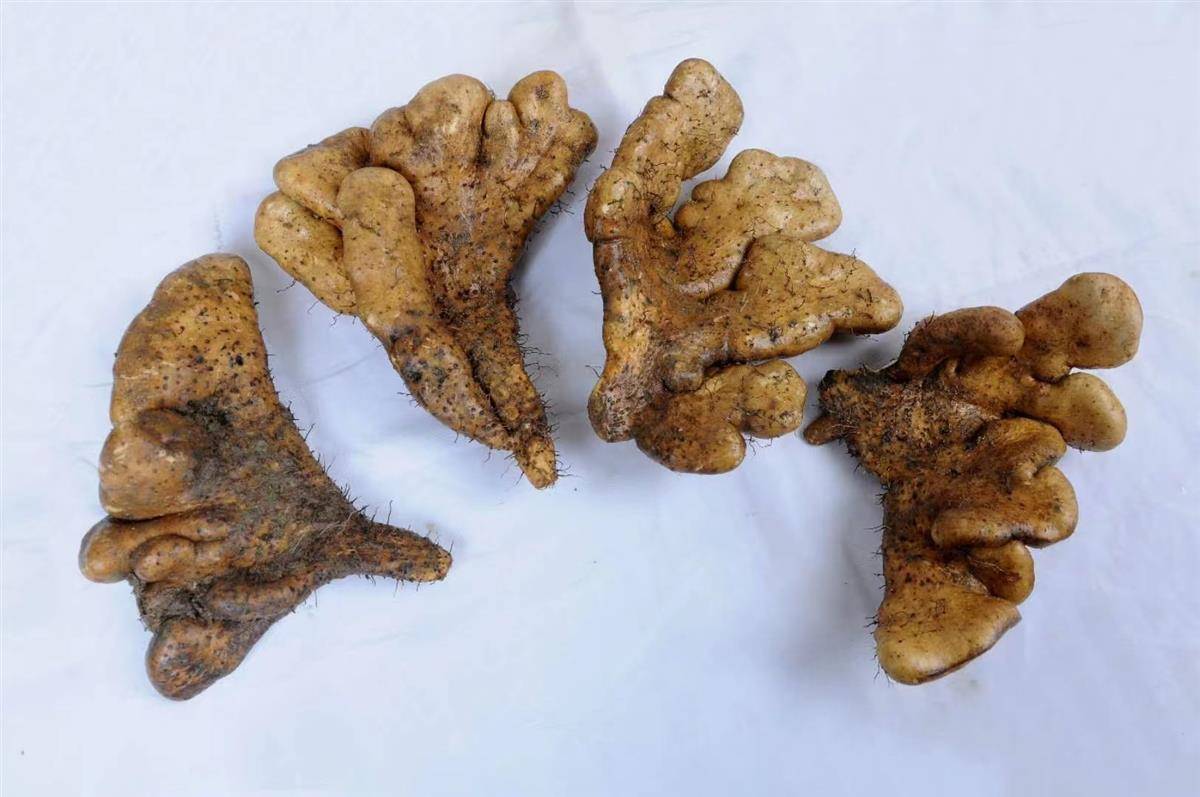 "的消息传来,武穴市梅川镇党委书记郭建涛十分高兴地告诉极目新闻记者