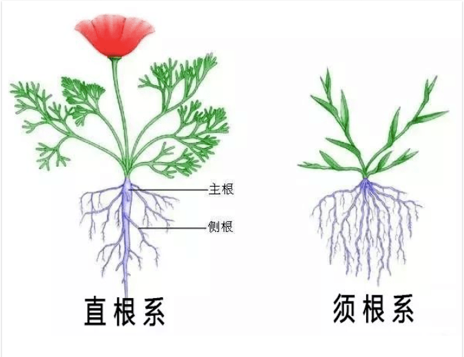植物的根_根系_细胞_水分