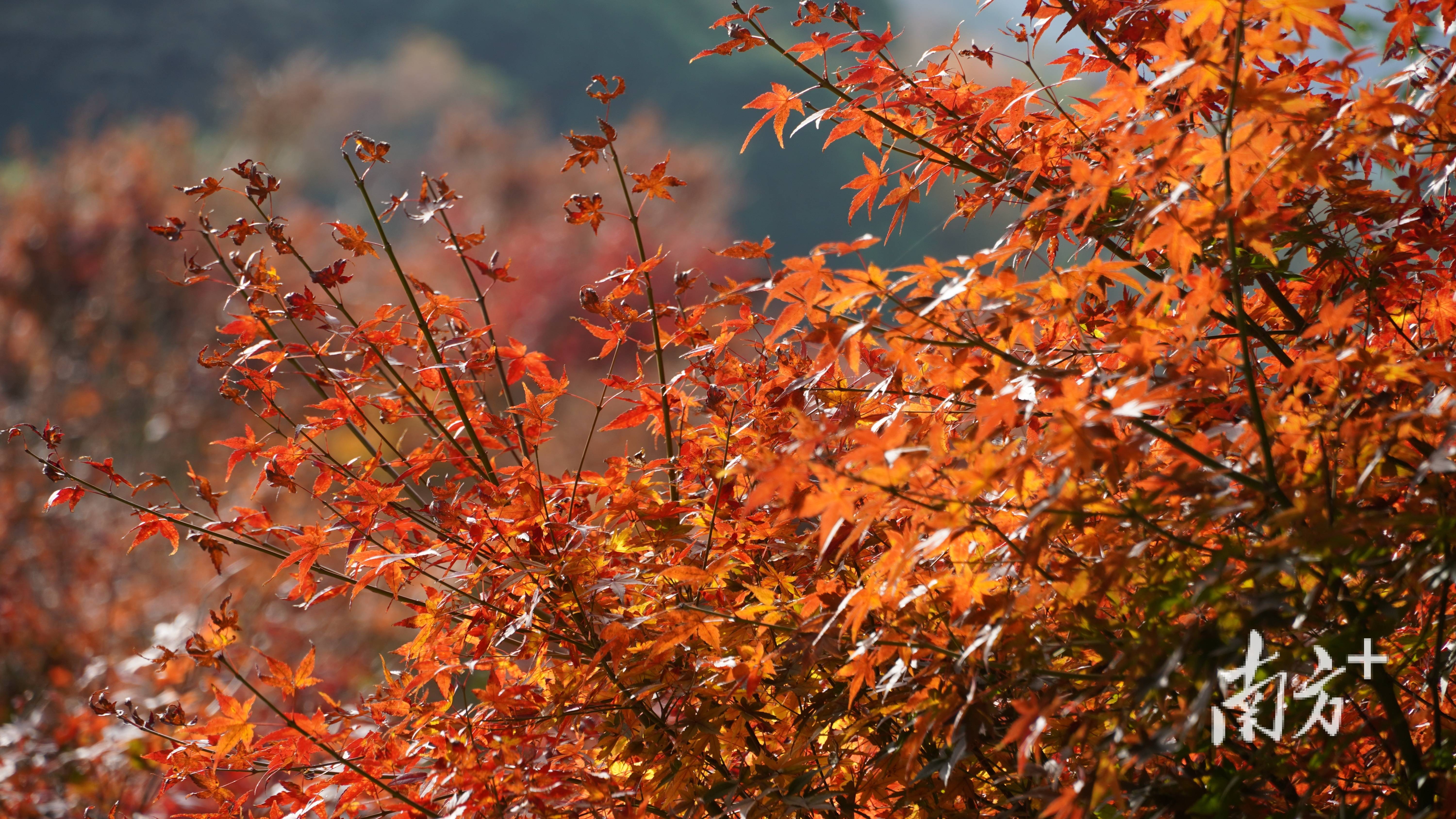 广州香山层林尽染,石门国家森林公园第二十届红叶观赏节开幕