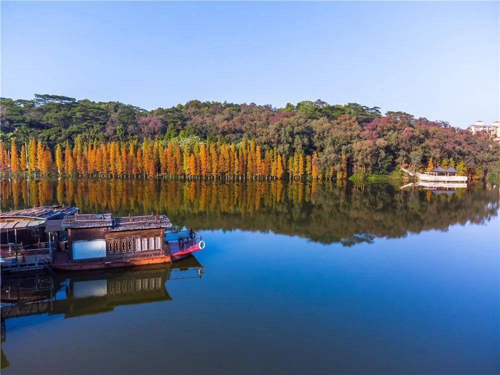 三水森林公园的水杉红了,快来打卡冬日美景_南湖_宣言_赛车场