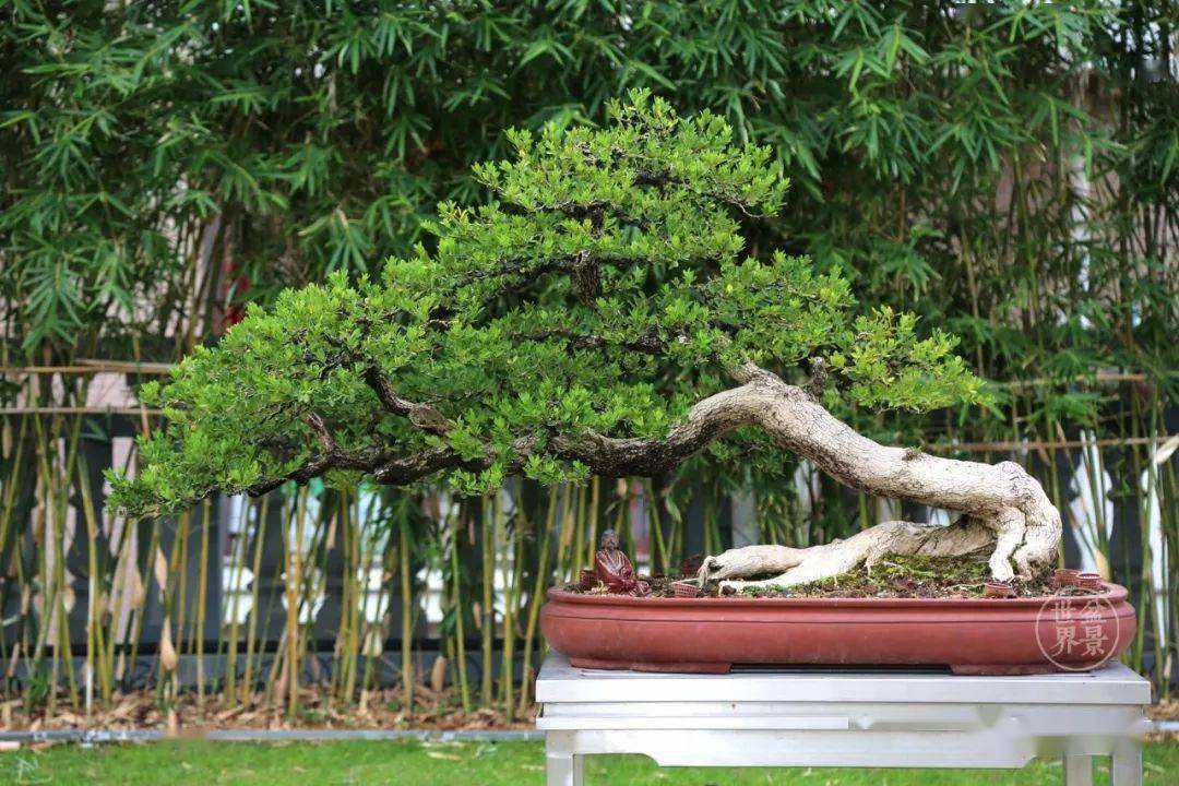 最美的100盆黄杨_盆景_作品_cm