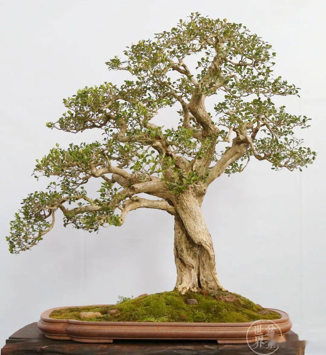 最美的100盆黄杨_盆景_作品_cm