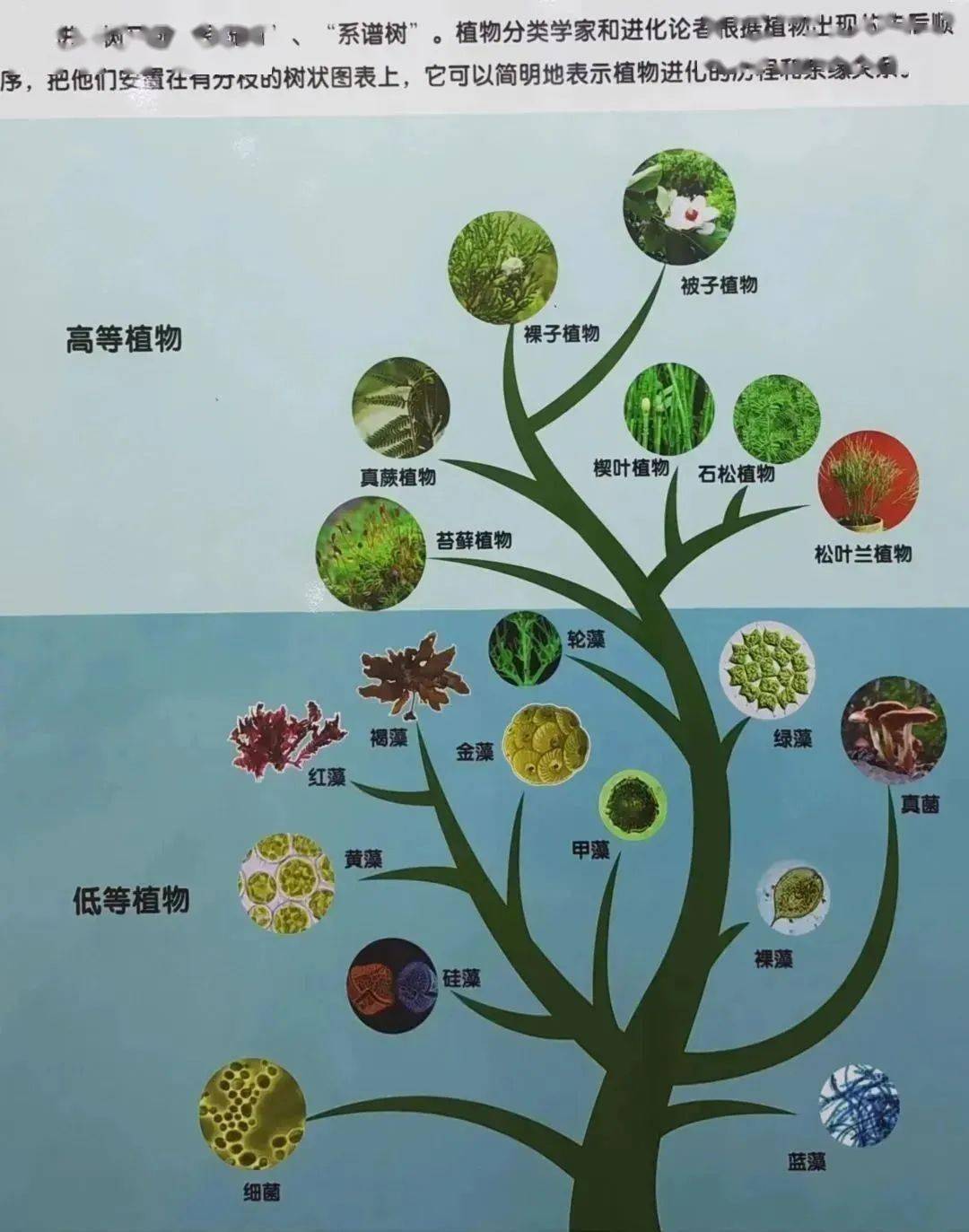 动植物进化历程示意图图片