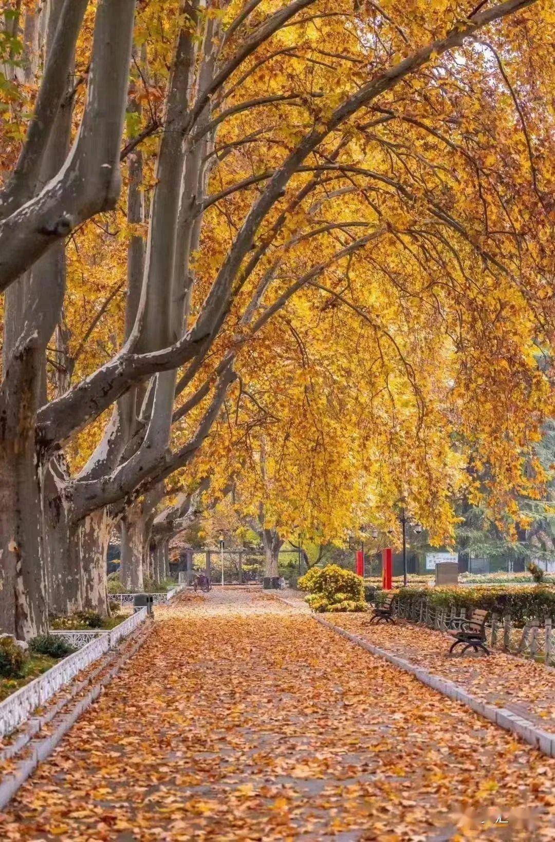 虎年的法桐红满了城|何频_郑州_红叶_颜色