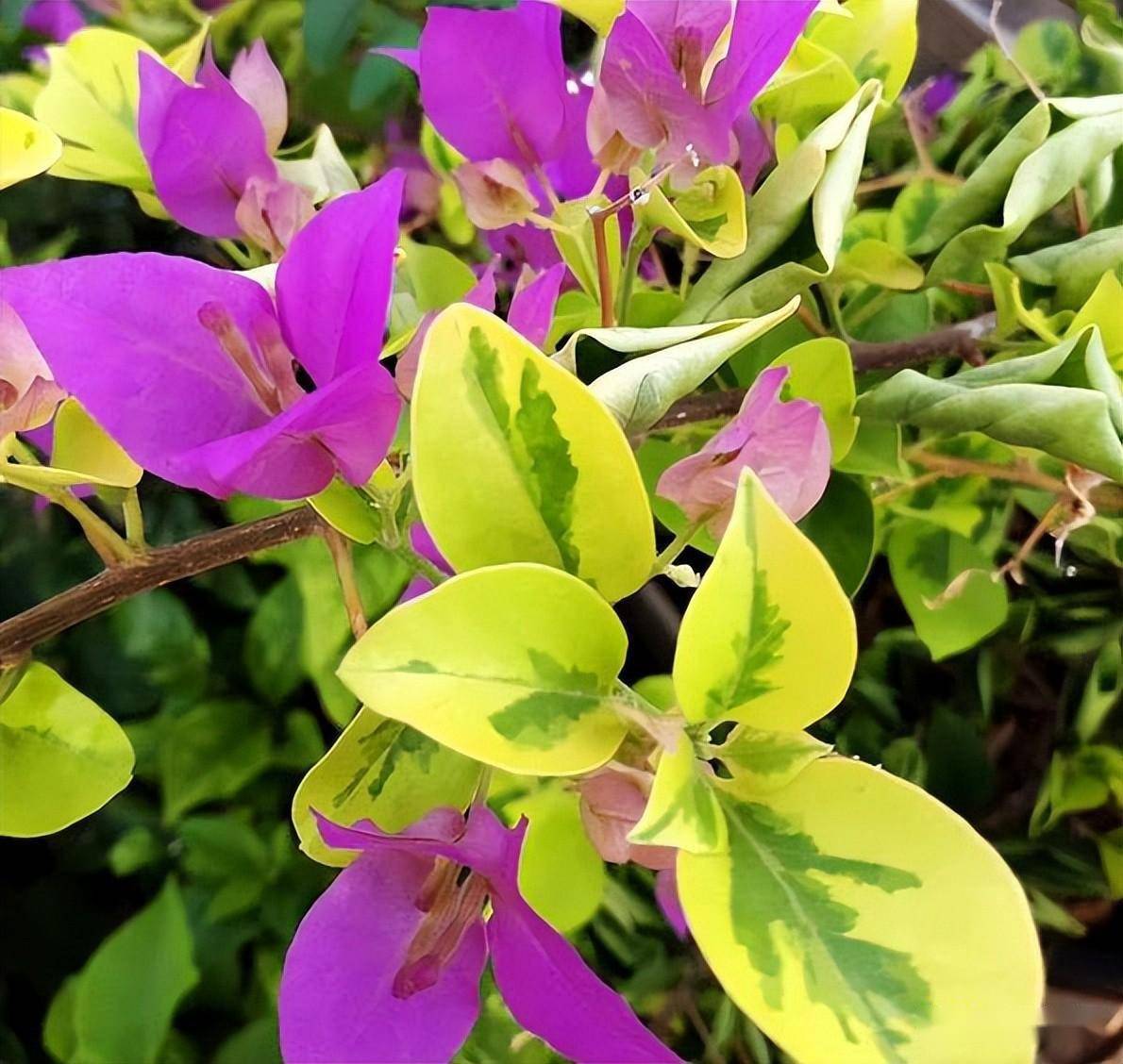 三角梅品种金边叶浅紫和黄金大奖_绿色_叶片_cm