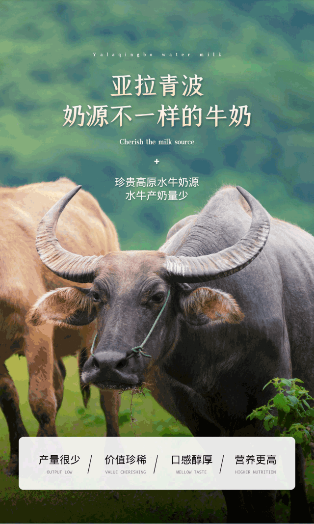和生水牛乳】99元=3箱抢价值299元的【新希望蝶泉亚拉青波水牛奶】,奶