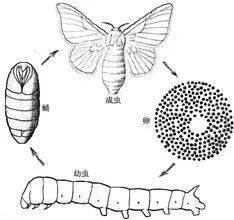 但是蚕属于昆虫,昆虫的变态更复杂一些,包括完全变态和不完全变态