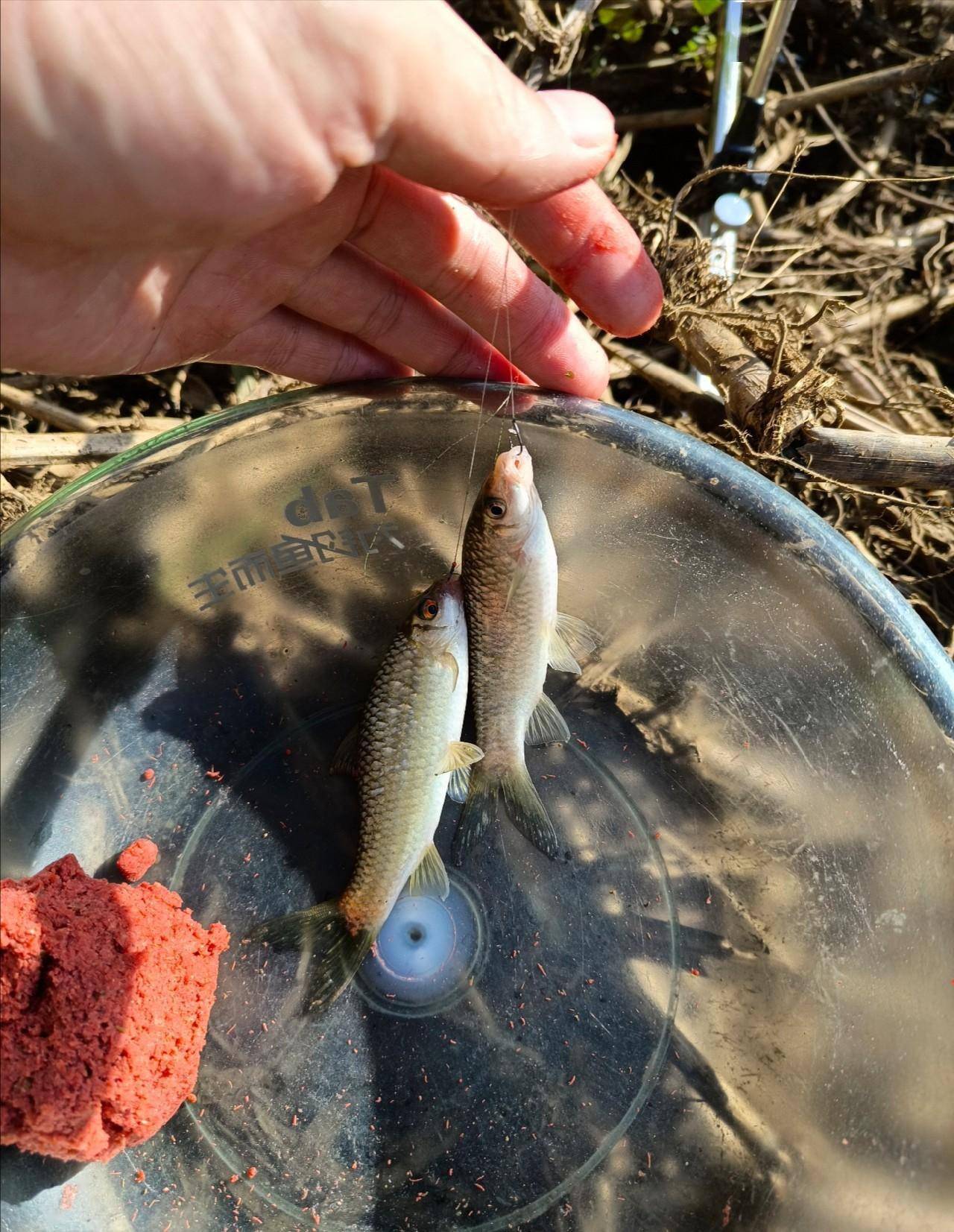 無奈捅了石鯪窩!魚湯沒喝上