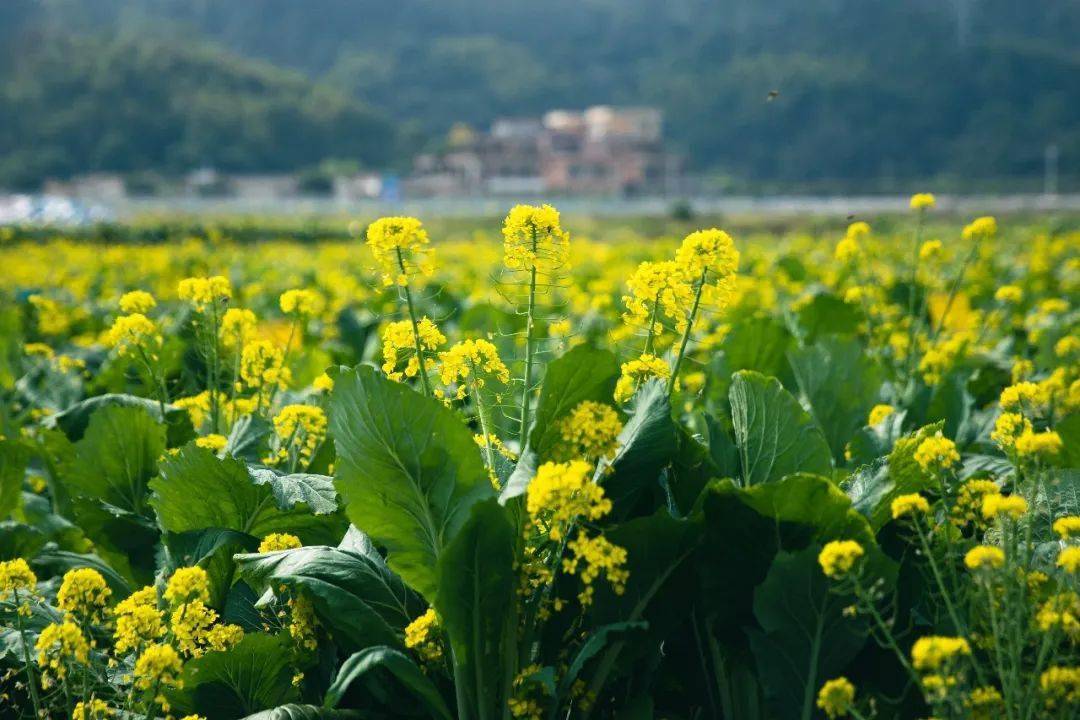 探游美食节带你品尝冬日里的迟菜心!