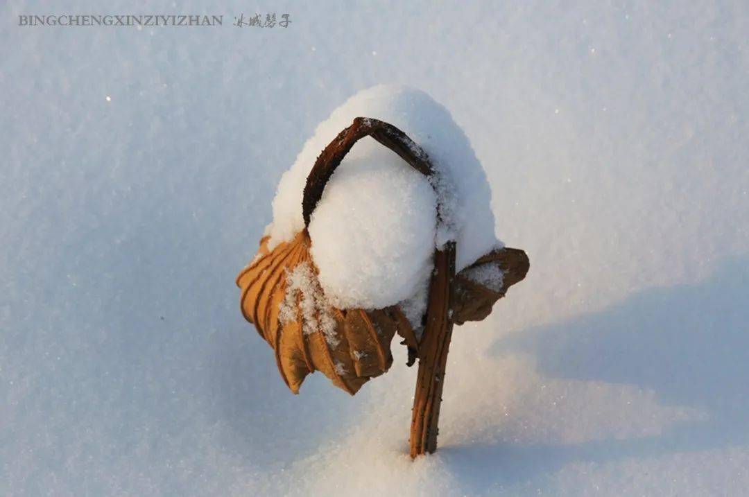 看到@修子姐写的这段话我特别欣赏:"东北的冬天,确实颜色少了些,可并