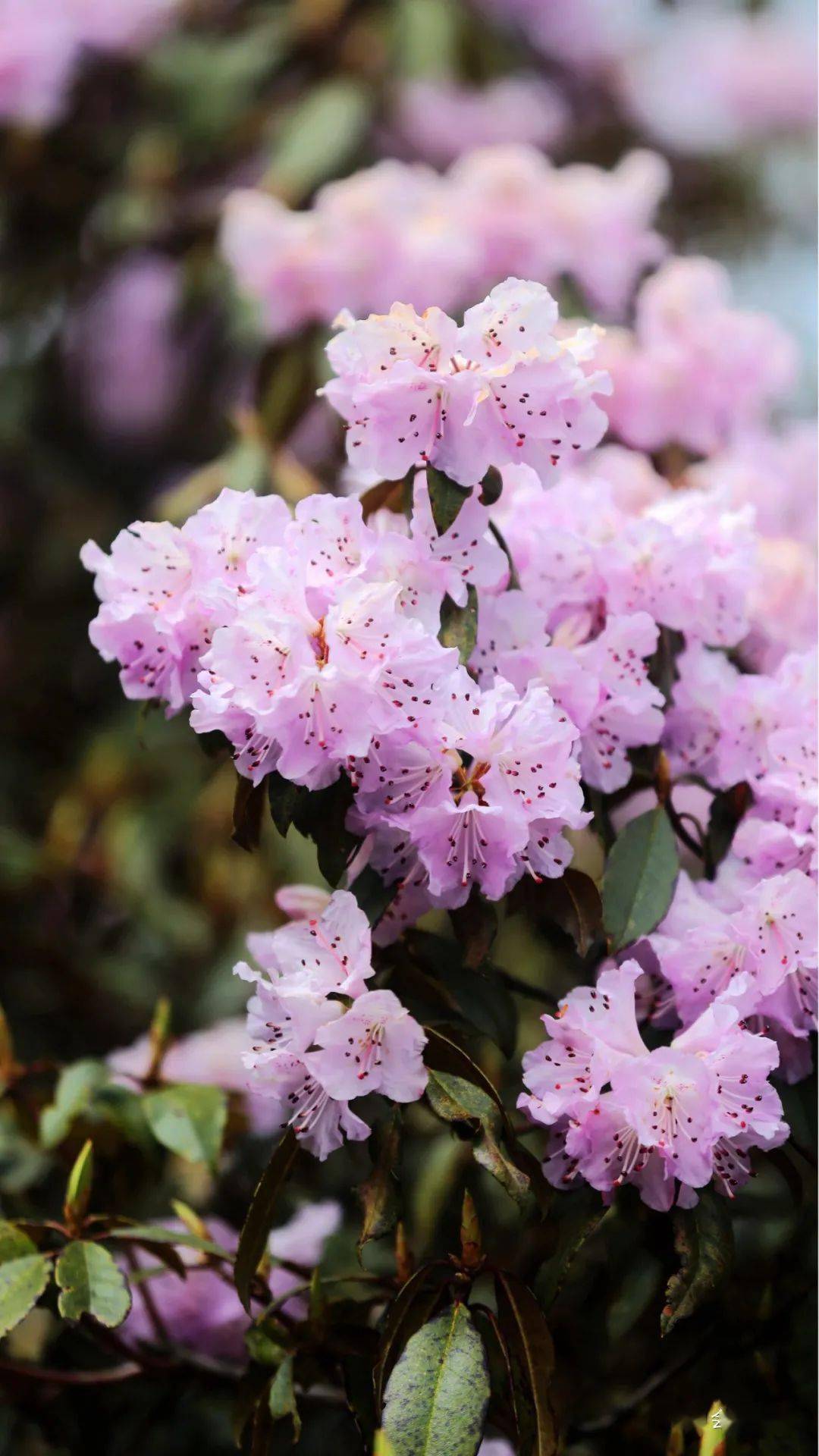 会理龙肘山杜鹃花花期图片