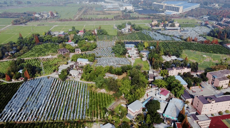 军屯镇文昌社区鑫懿家庭农场一颗颗饱满圆润的爱媛果冻橙挂满枝头据