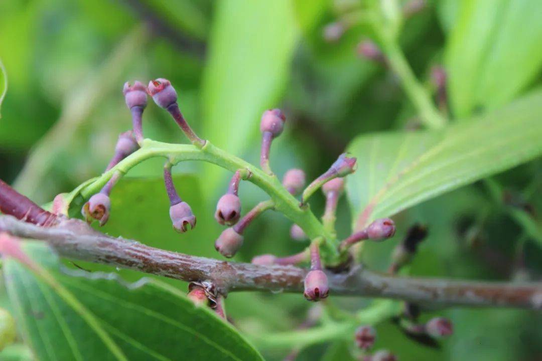 云南大理祥云特产天峰雀嘴茶