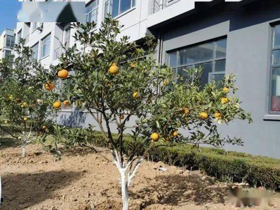 农学资讯|校园又增两棵代代树_植物_果实_柑橘