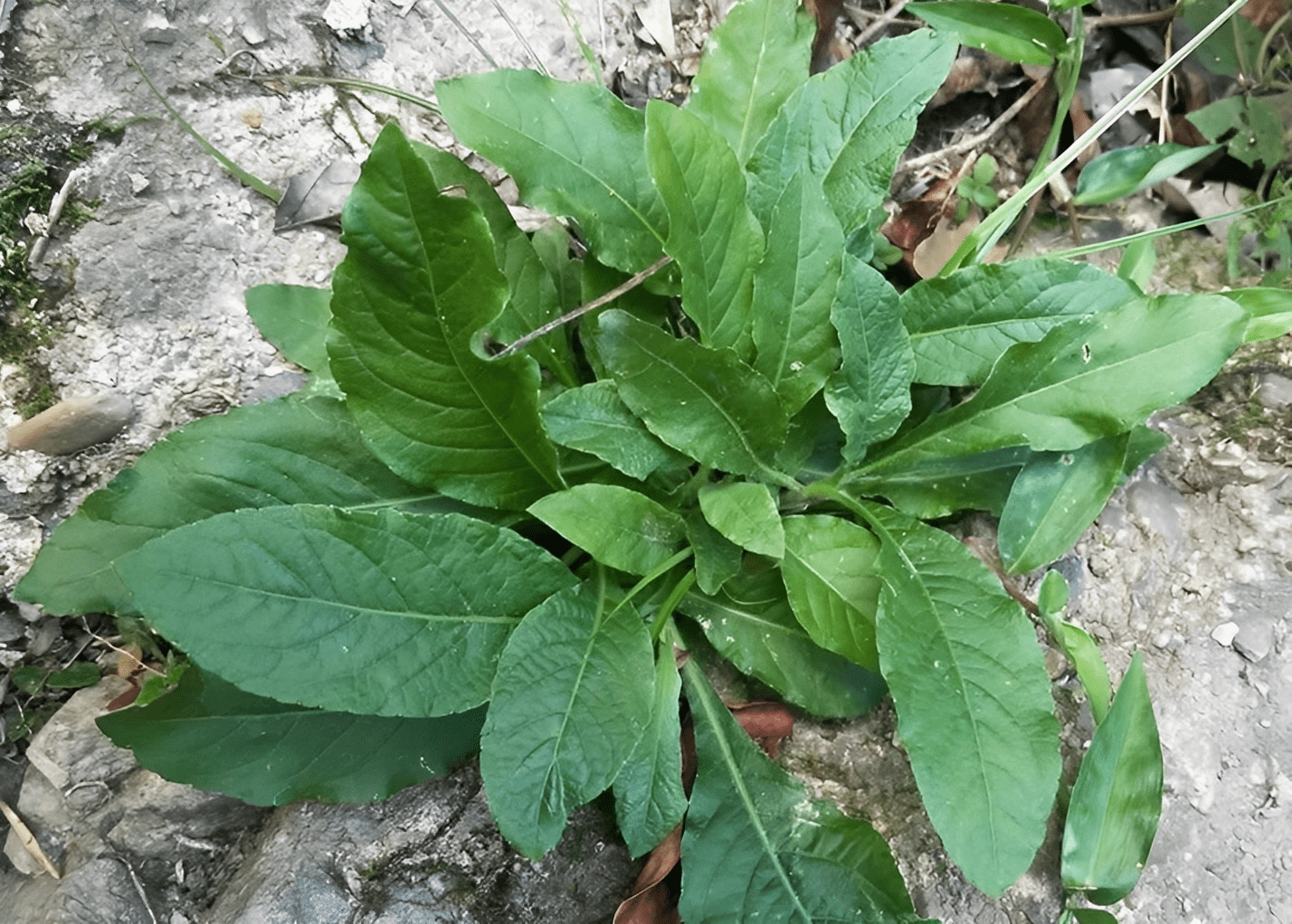 人称肿瘤草