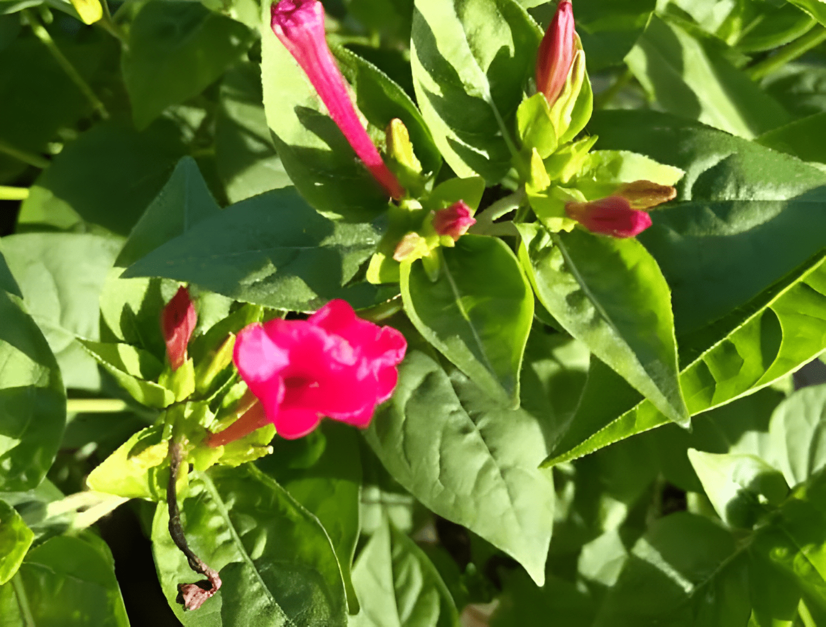 俗称“夜饭花”，花朵在5点钟开放，如今全株都是宝，村民抢着挖_植物_