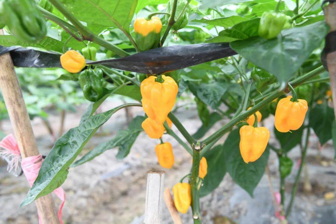 除了采摘黄灯笼椒,蔬菜基地内的工人还忙着育苗,固定瓜架,扎绑塑料网