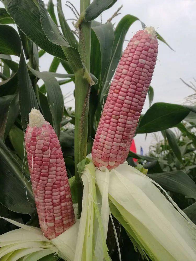 新款粉紫色糯玉米品种!