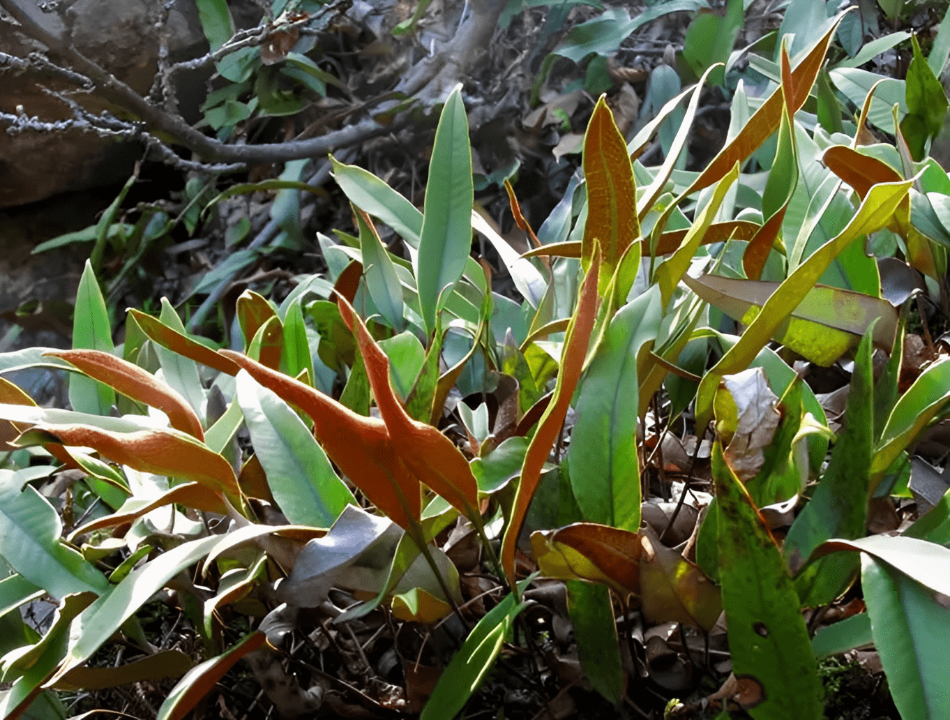 俗称"肺金草",农村就有很多,老人看到会连忙采挖,异常珍贵!