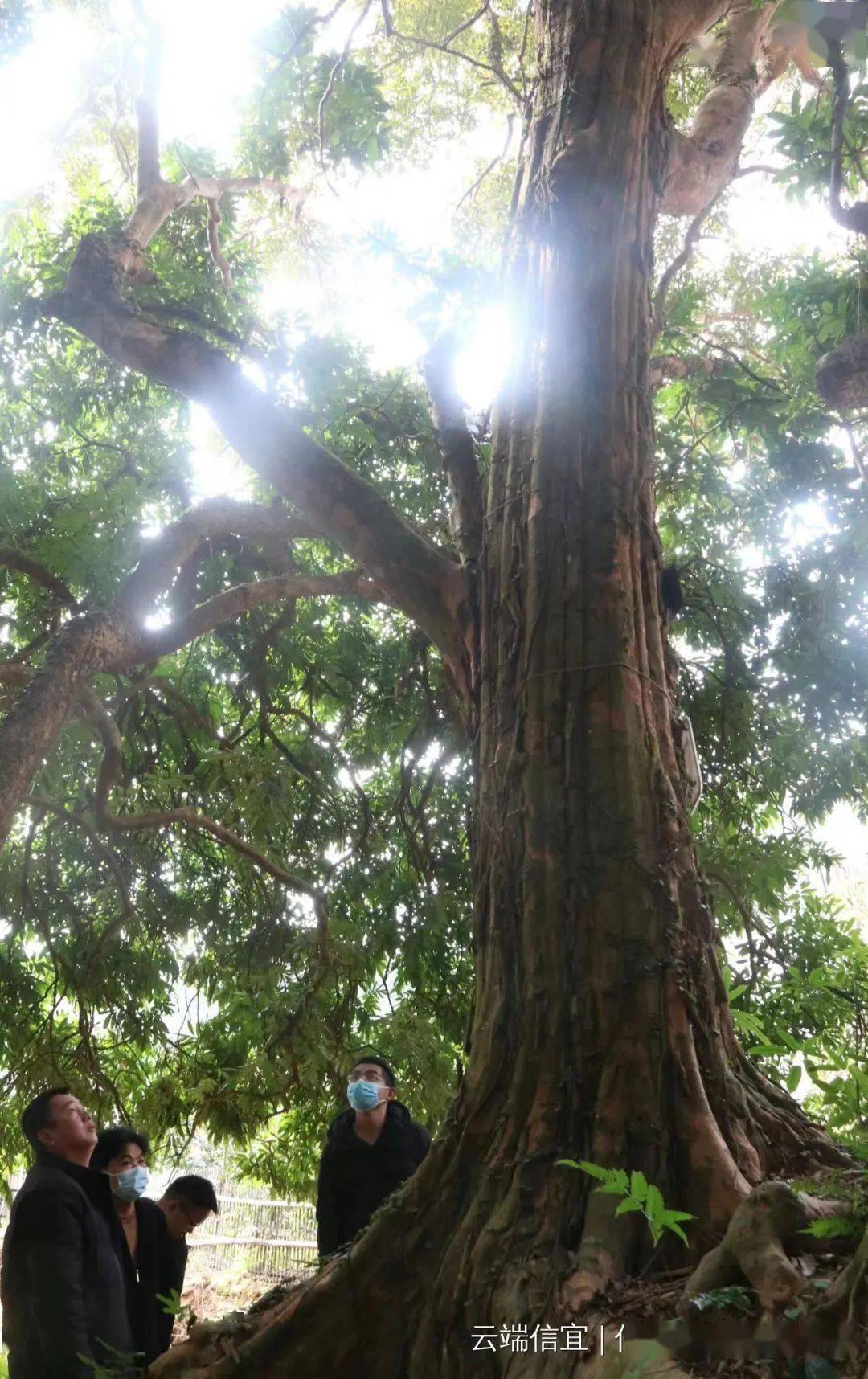 在一片民房附近小山坡上的一片樹林裡,看到了這棵黃牛木